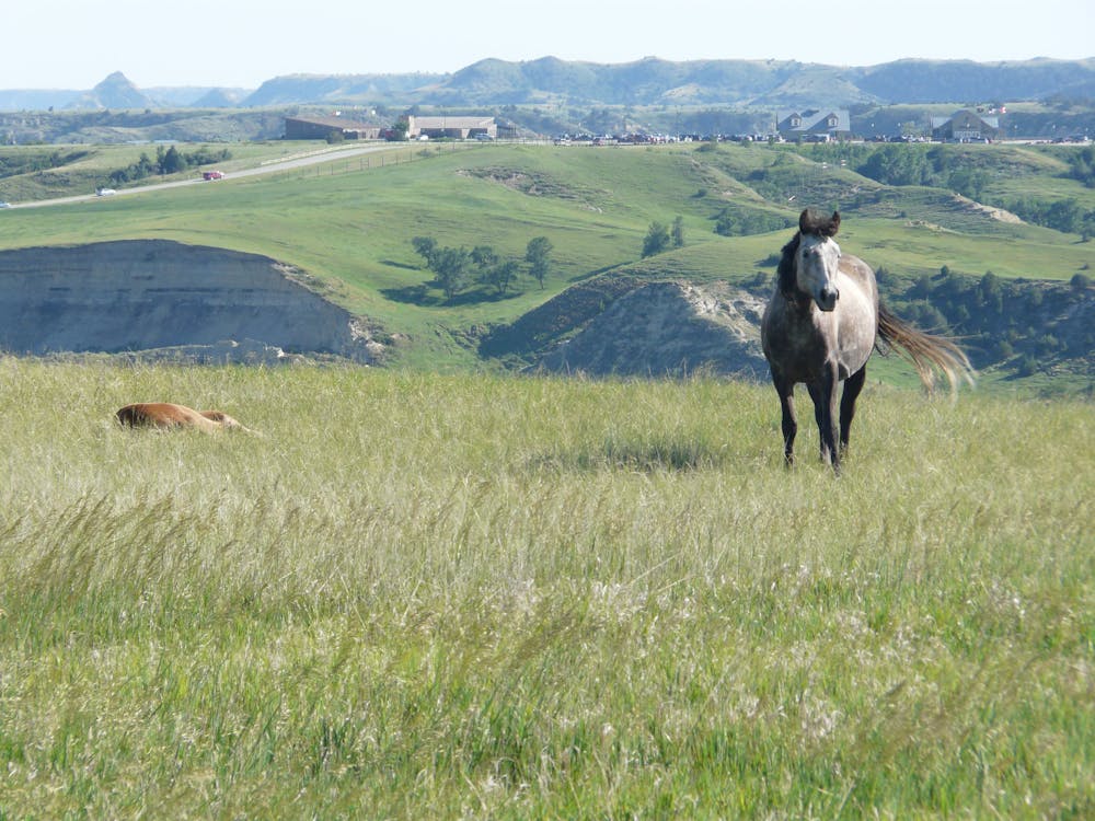 Wild Horses near Skyline Vista