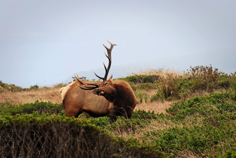 A bull Tule Elk seen near the trail