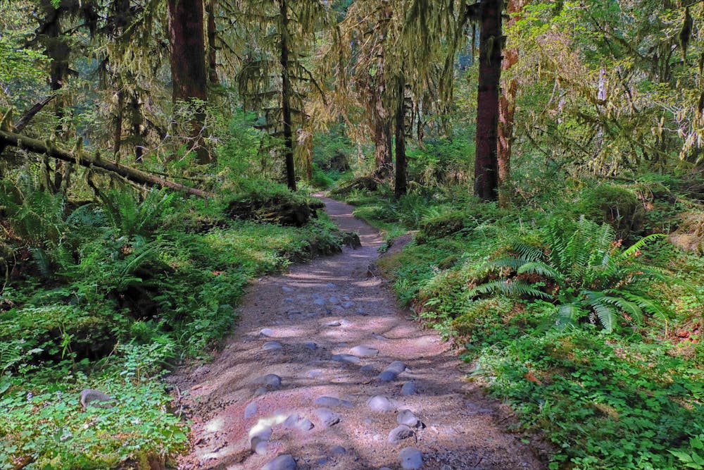 Upper Hoh River Trail. Olympic National Park.