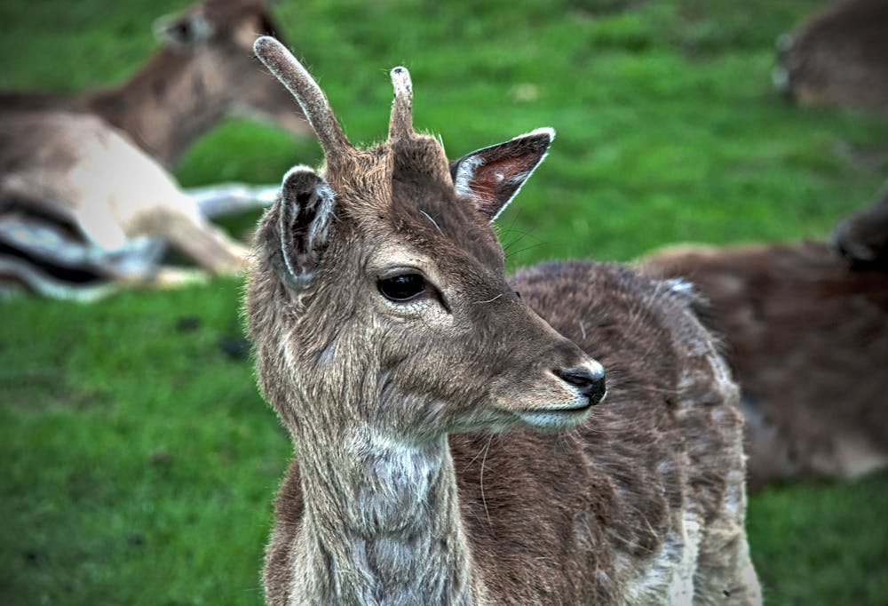 Wildlife near Hermesvilla in Lainzer Tiergarten