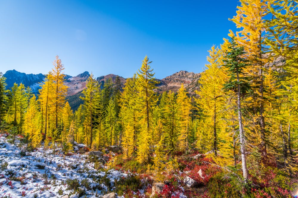 Golden larch trees and snow in the fall