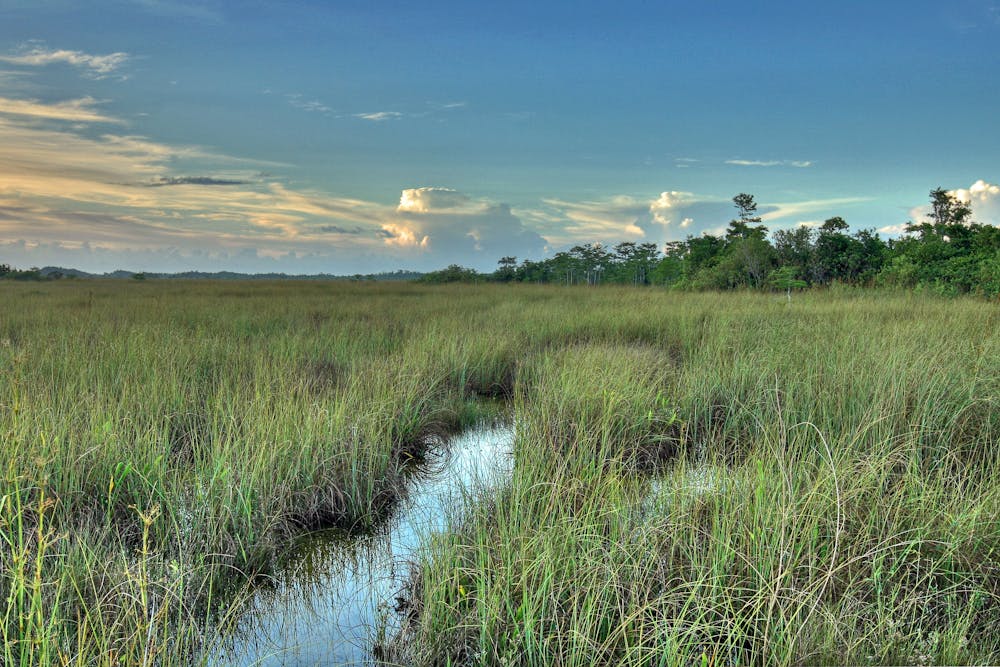 Sawgrass Prairie of the Everglades