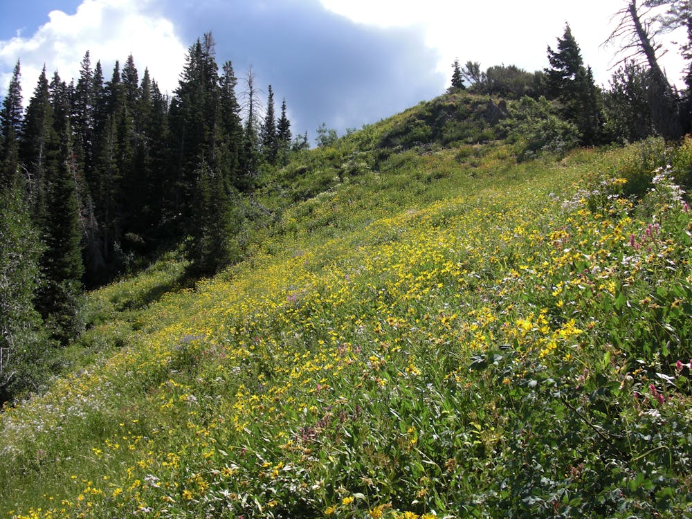 Wildflowers along the ridgeline of Millvue Peak