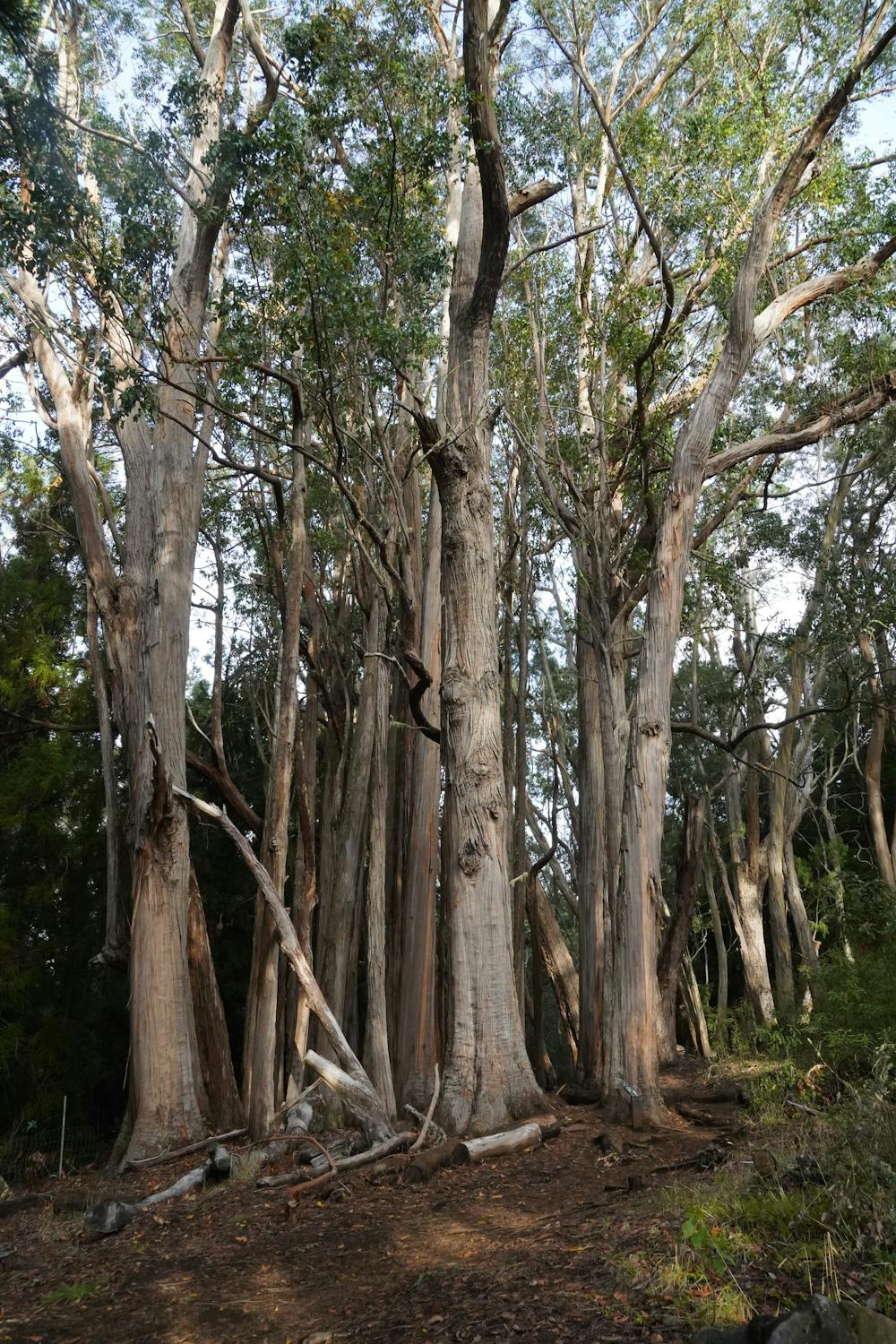 Eucalyptus in Hosmer Grove 
