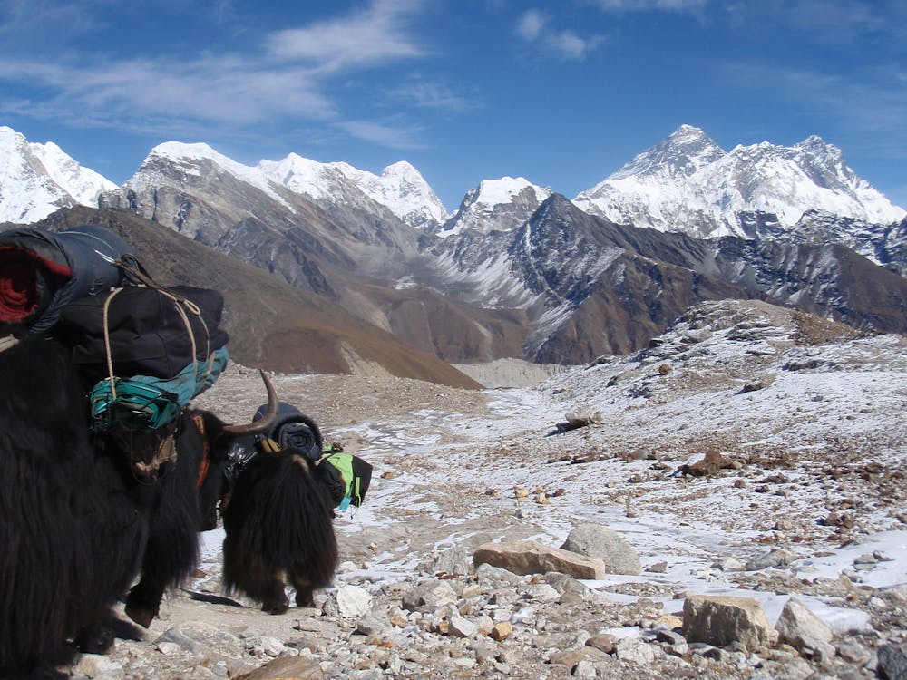 Yaks heading down to Gokyo, with the distinctive summit pyramid of Everest visible behind