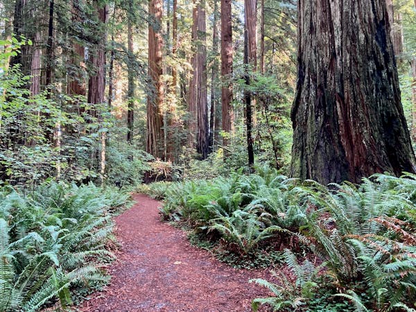 Trail of the Giants: World's Tallest Trees Road Trip