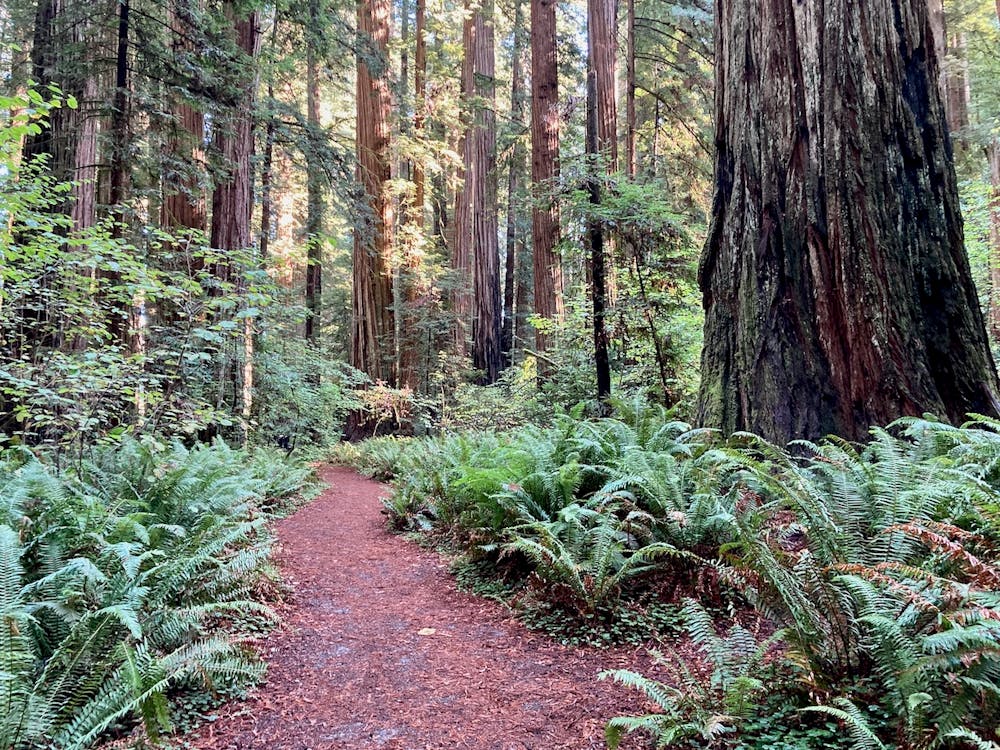 Photo from Stout Redwood Grove