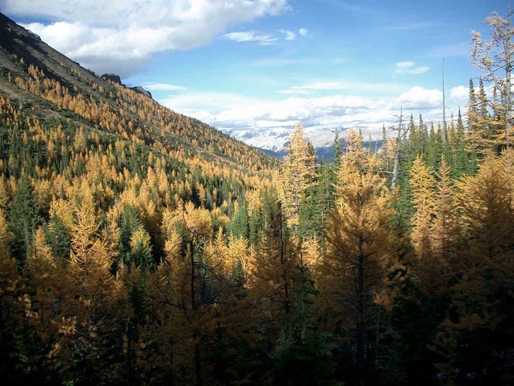Larch trees at the pass