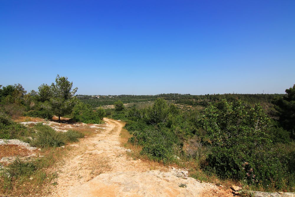 Photo from Ofer Forest: Ridge Line Loop
