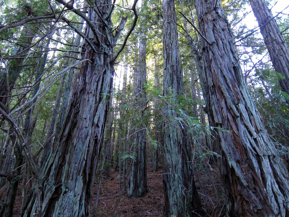 Redwood forest along Matt Davis Trail