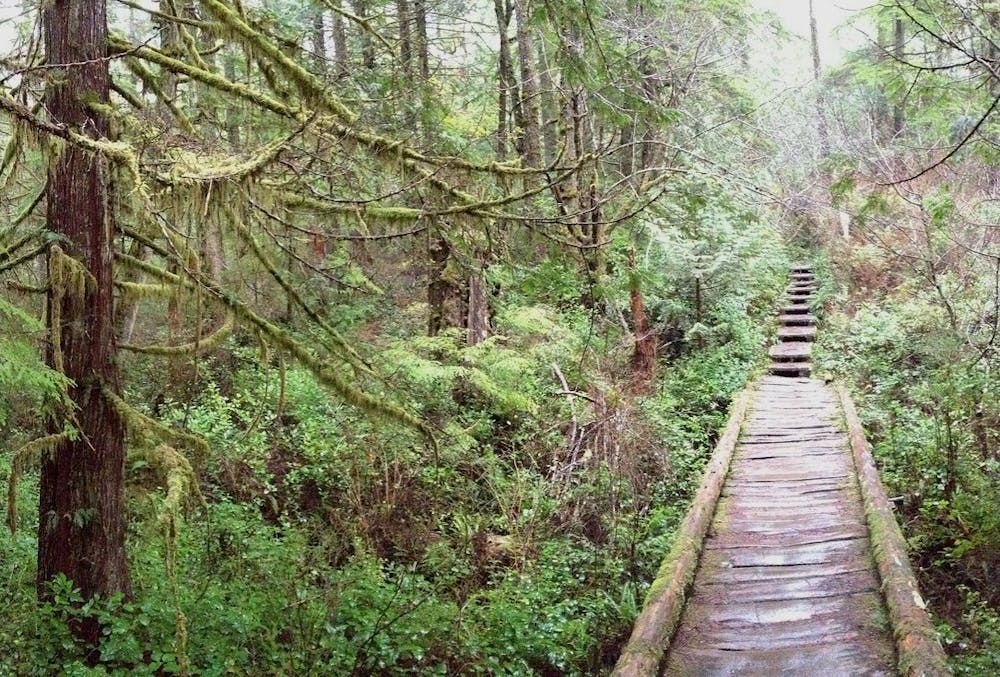 Boardwalk trail through the rainforest