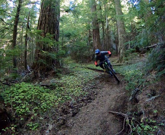 Deep Forests and Loamy Dirt: Best MTB in Oakridge, OR