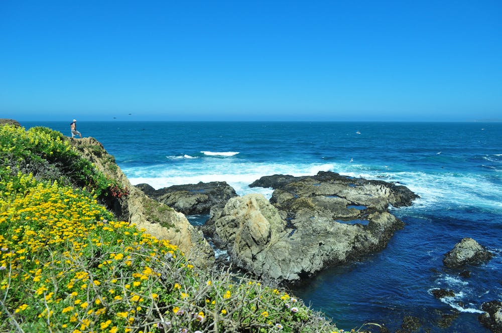 Wildflowers and sea cliffs