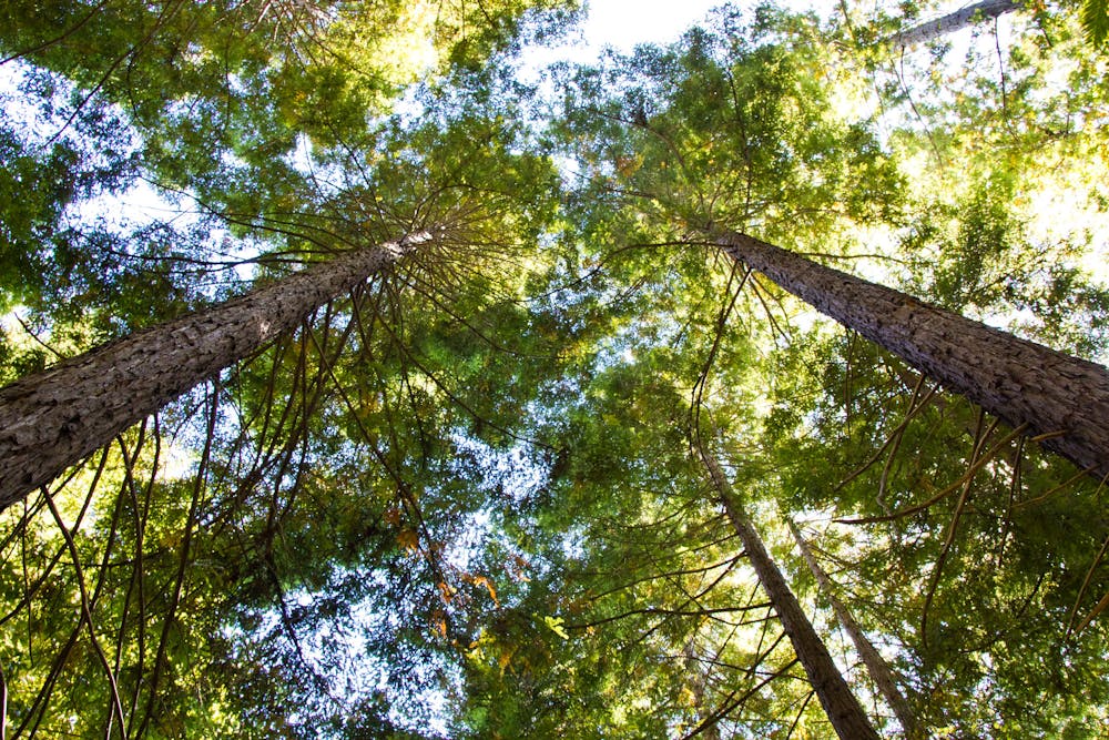 Redwood Canopy in Huddart Park