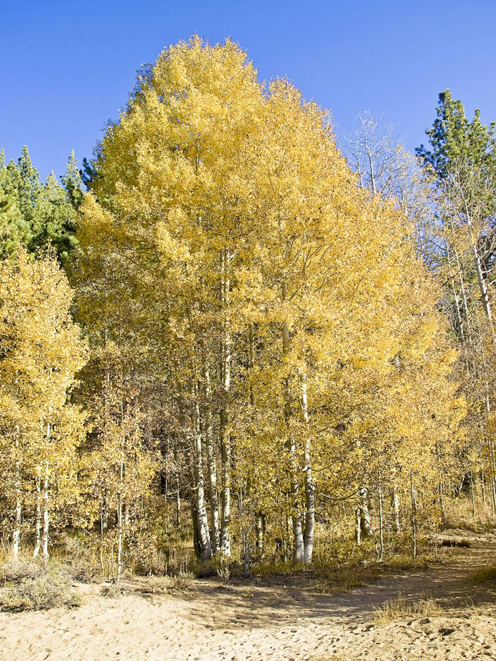 Golden aspens in fall