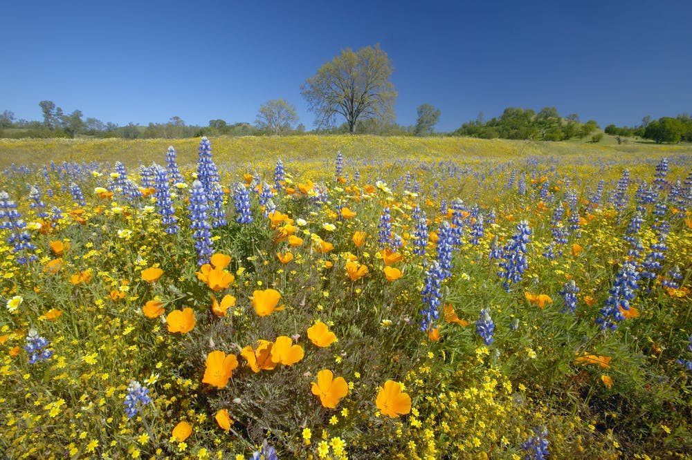 Lupine and poppies in bloom near Lake Hughes