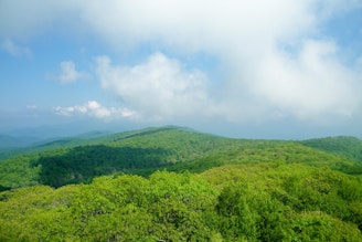 Appalachian temperate rainforest - Wikipedia