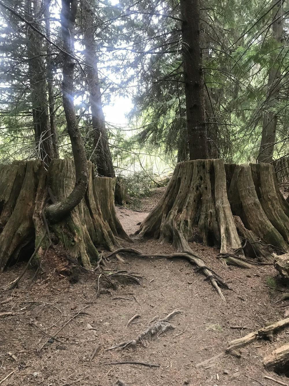 Old Growth creating life for new growth