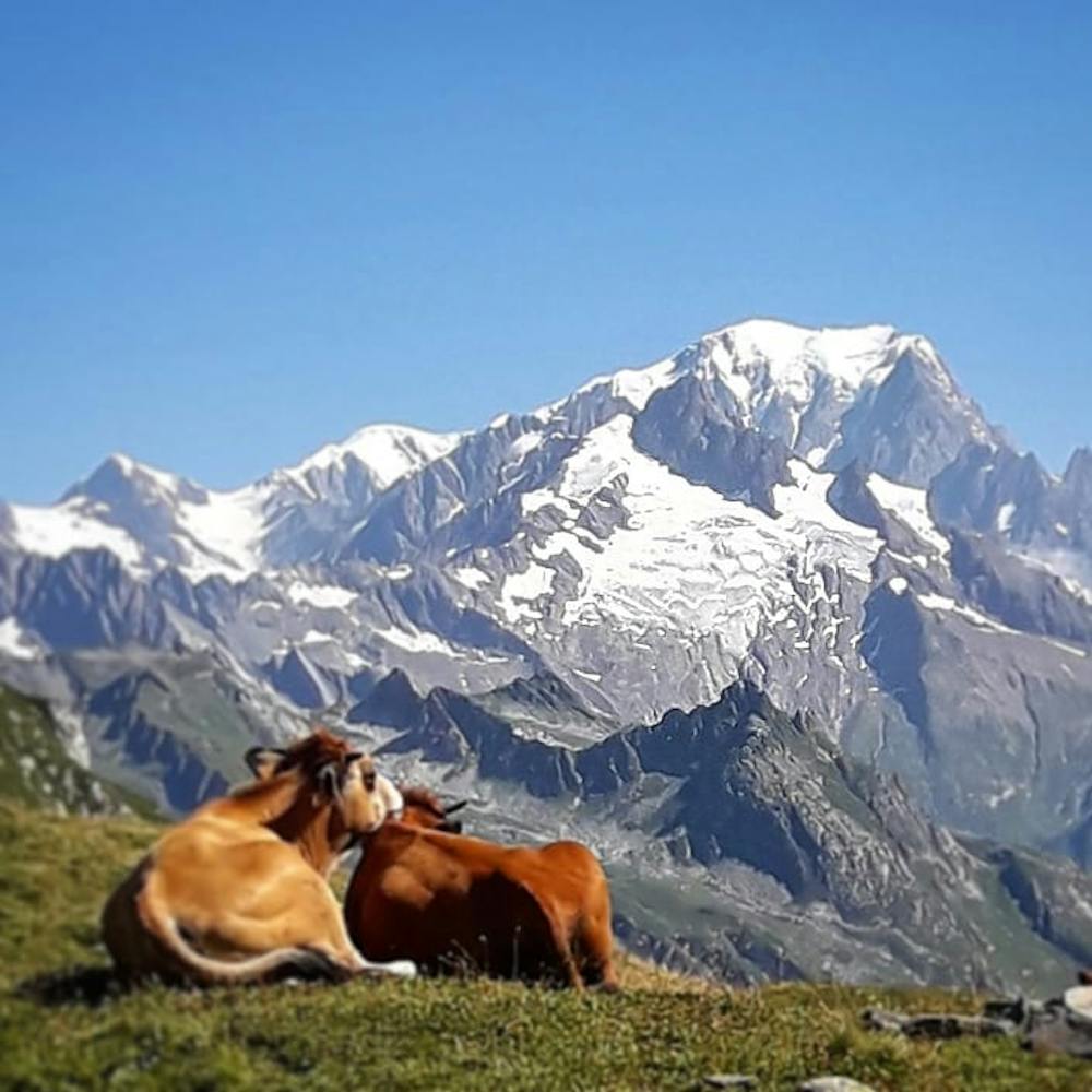 Alpage et vue sur le Mont-Blanc