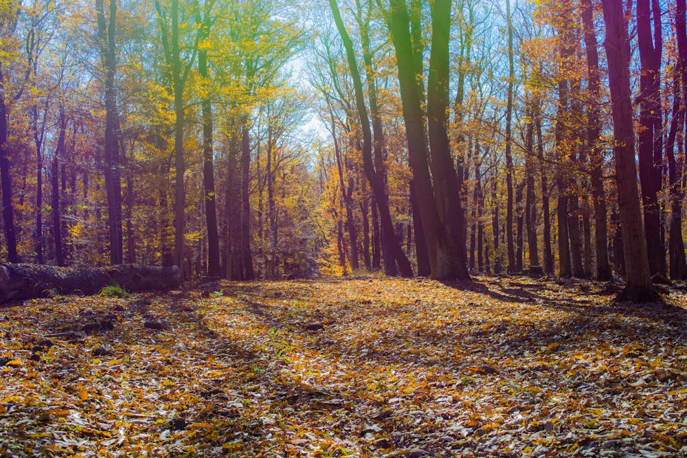 Autumn woods near Lainzer Tiergarten