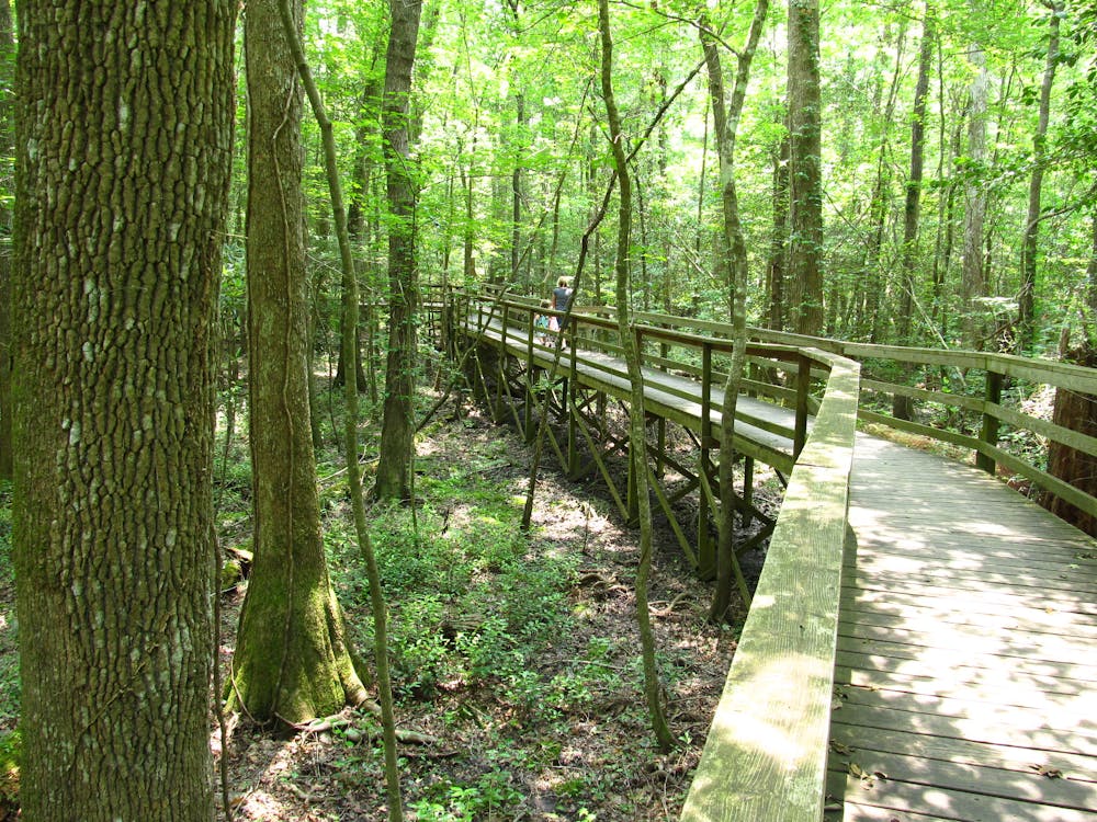 Part of the Elevated Boardwalk