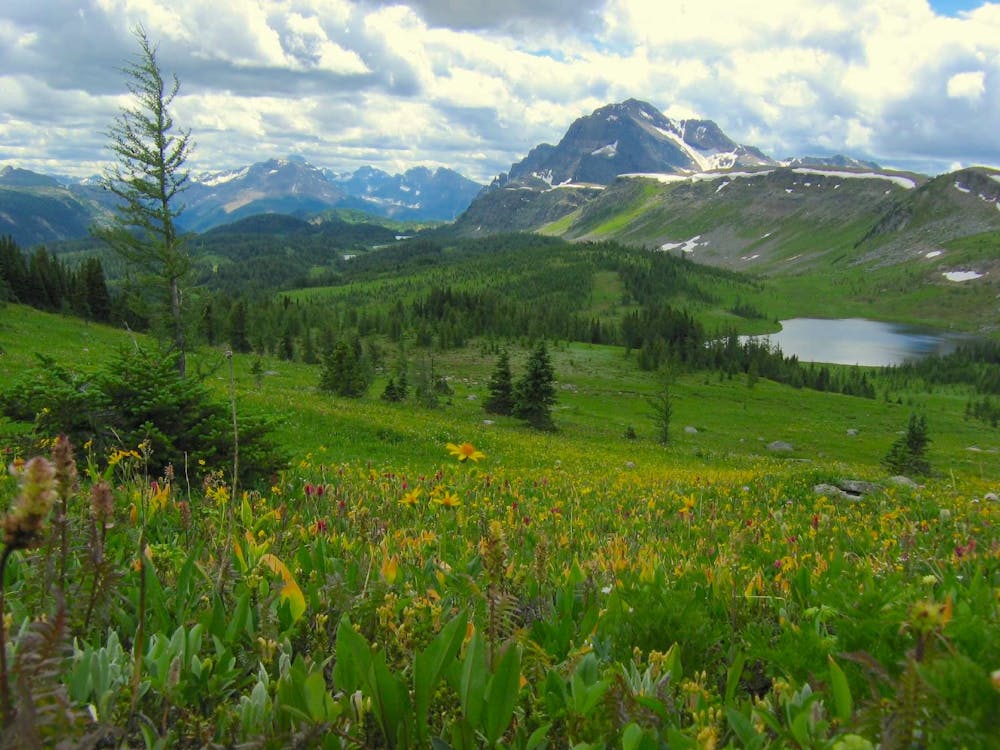 Meadows at Healy Pass