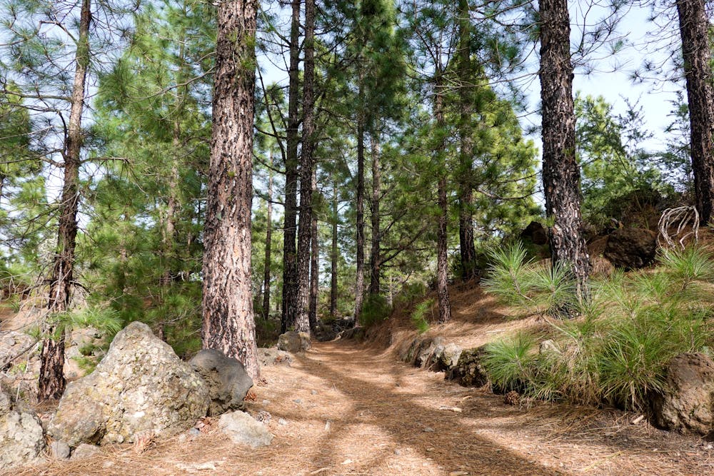 Soft pine trails
