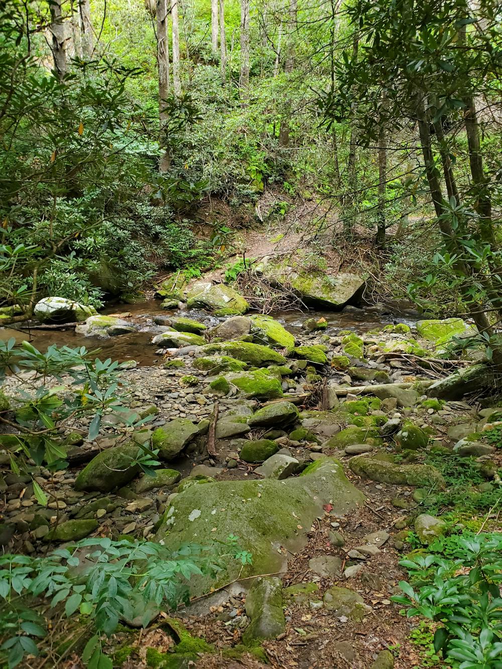 Photo from Western Cohutta Wilderness Loop