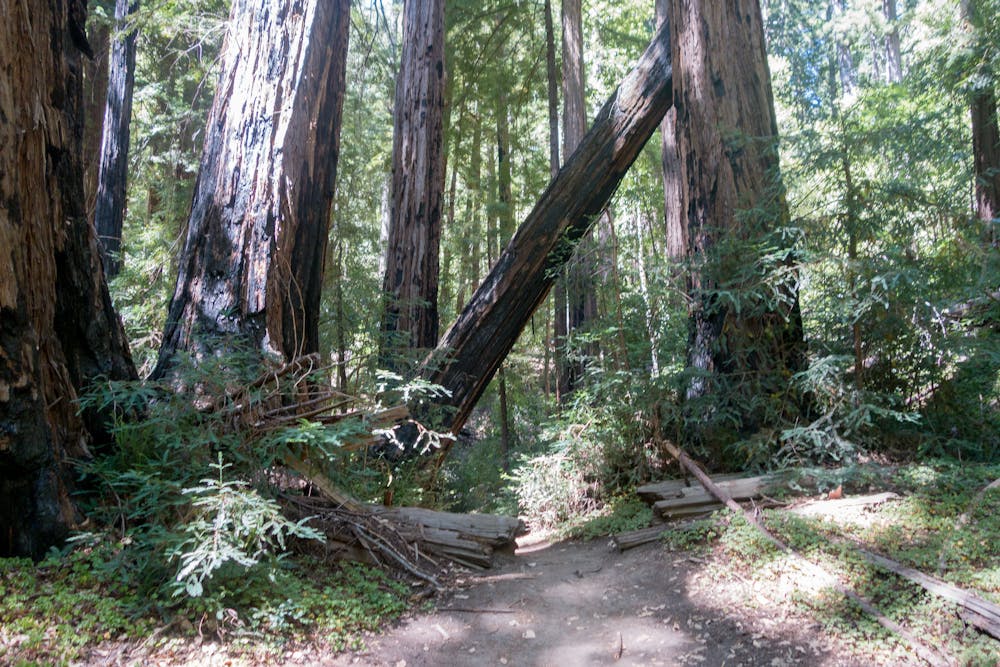 Redwood trees along Sunset Trail