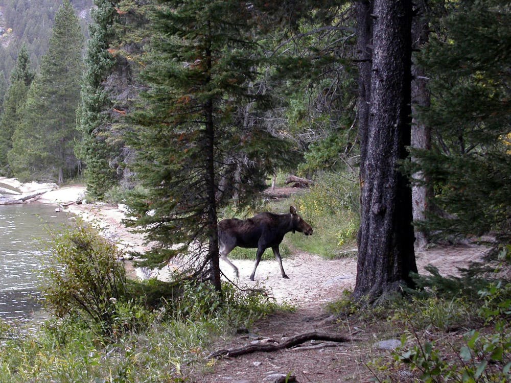 Moose at Phelps Lake, Grand Teton National Park