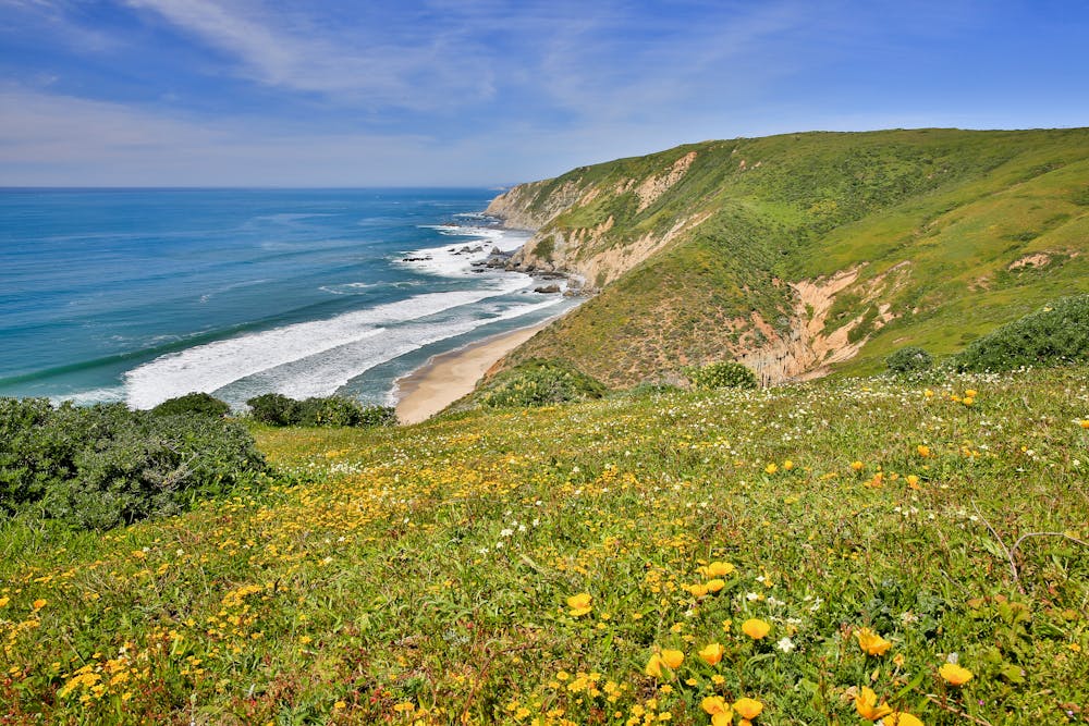 Photo from Tomales Point Trail
