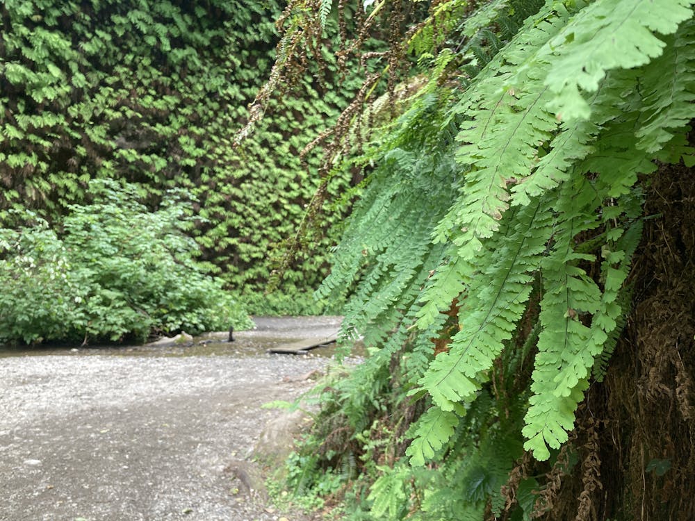Photo from Fern Canyon
