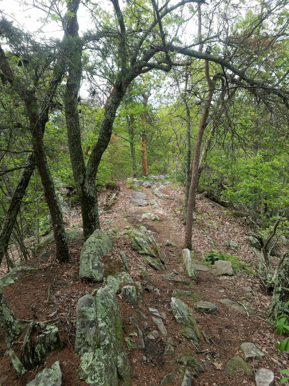 Photo from Pinhoti Trail: Snake Creek Gap to Dug Gap
