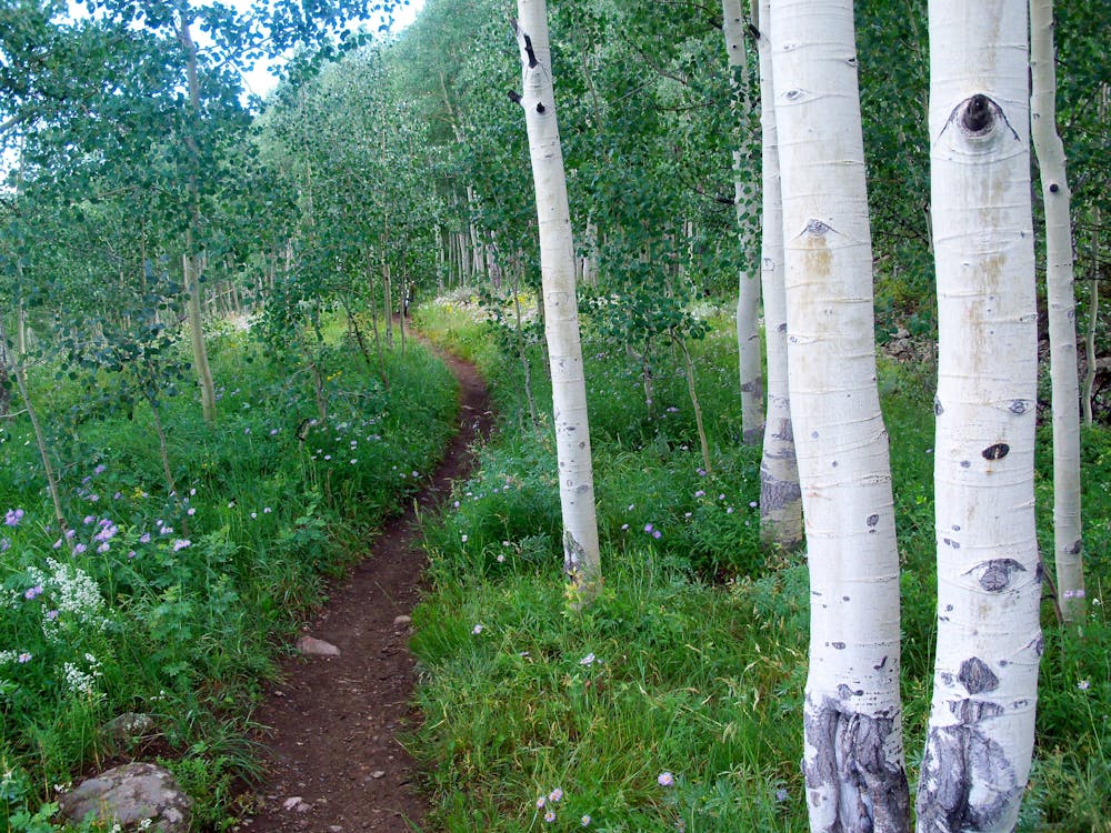 Upper Loop trail