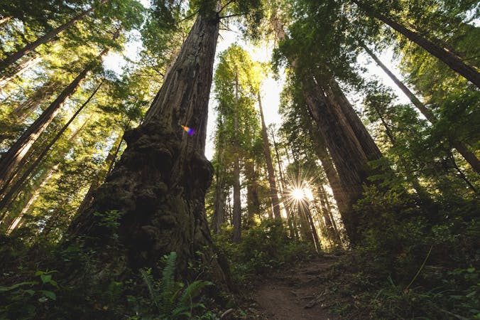 Tallest Trees in the World: Redwood National & State Parks