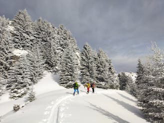 Bratocea - ski - forest - pow