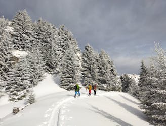Bratocea - ski - forest - pow