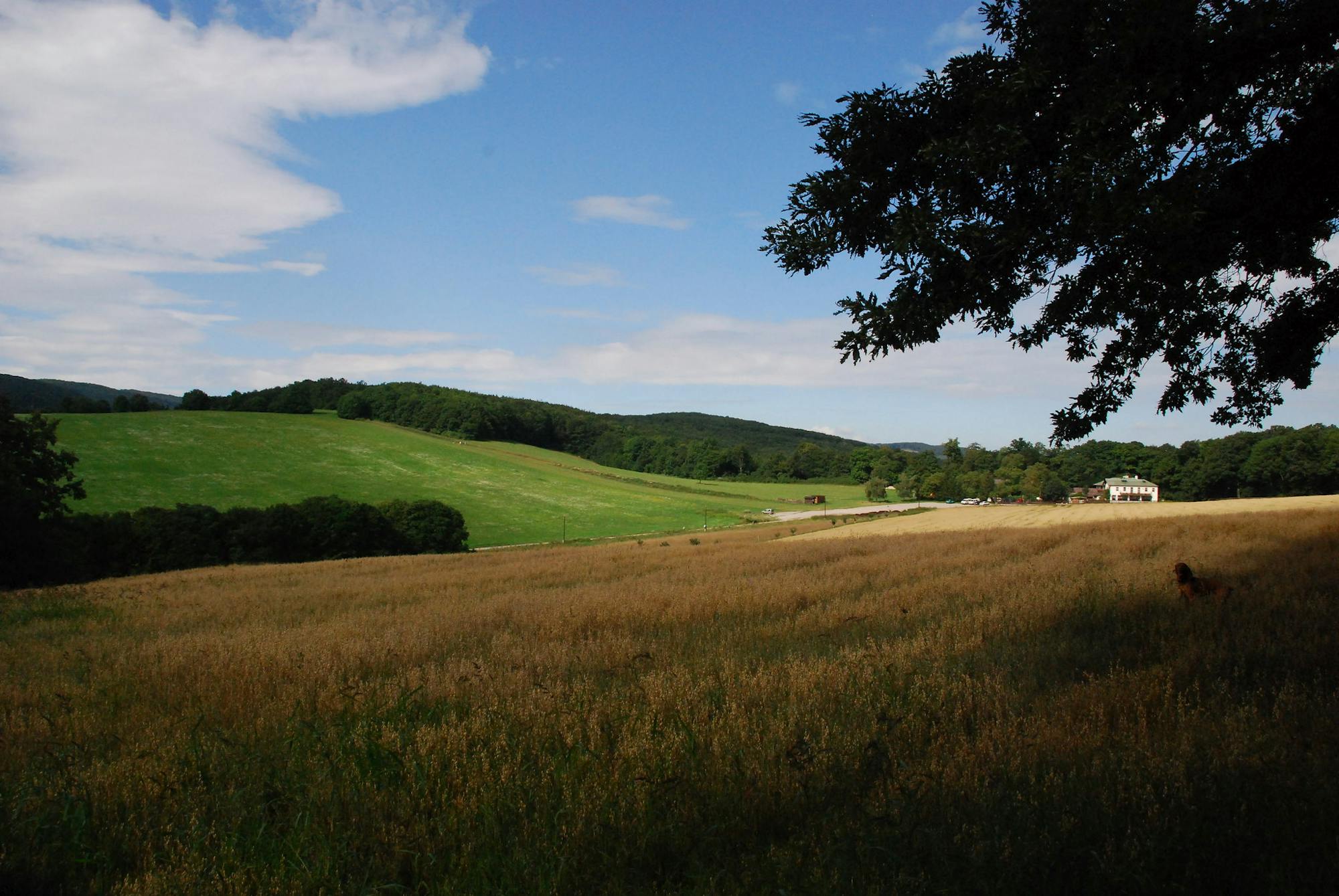 Field in front of Wiener Hutte