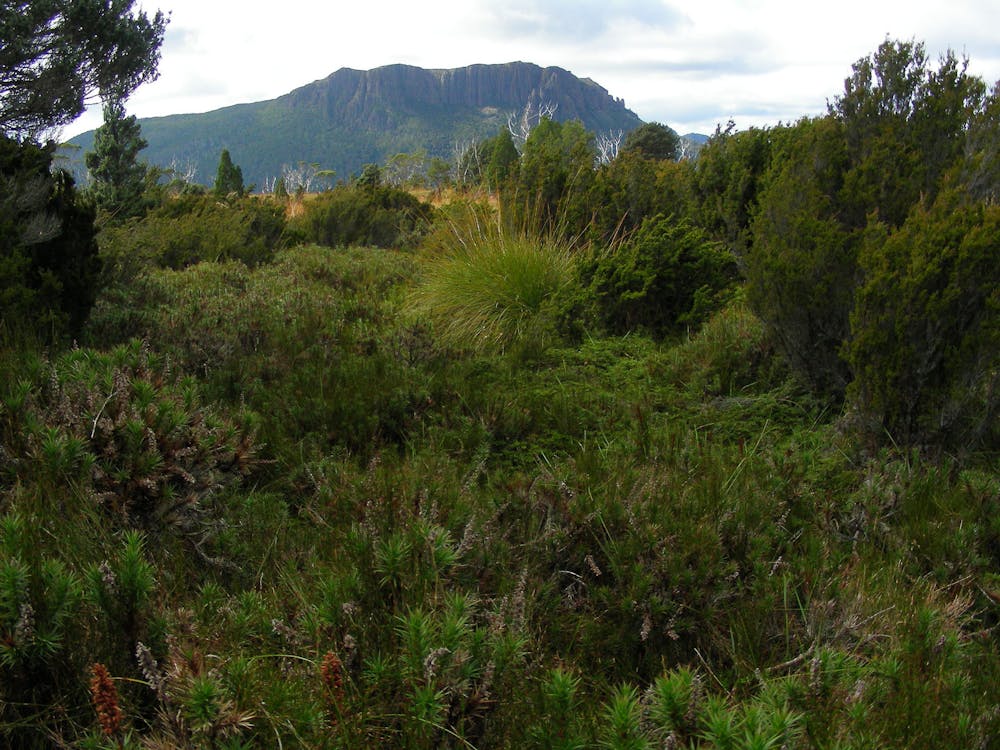 Photo from Overland Track