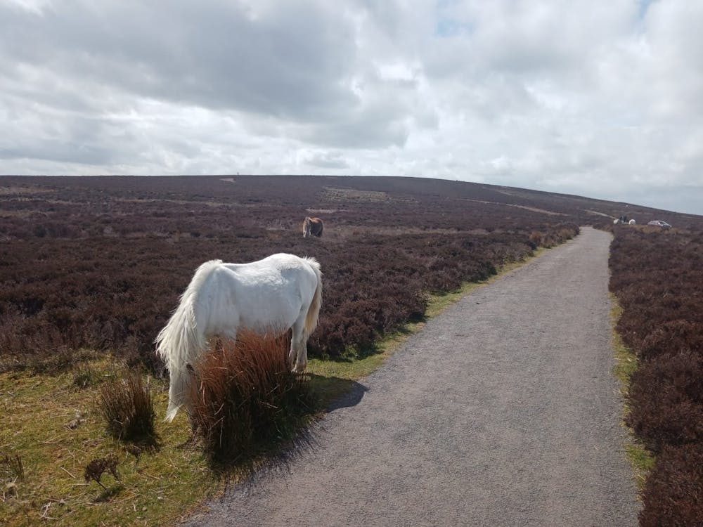 Wild horses on the traverse over the Long Mynd.