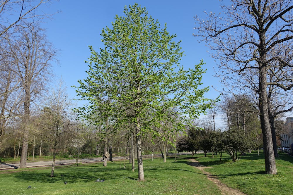Spring @ Bois de Boulogne @ Paris