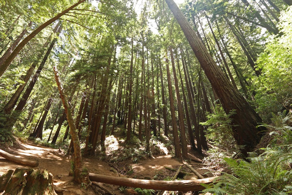 Redwoods along French Trail