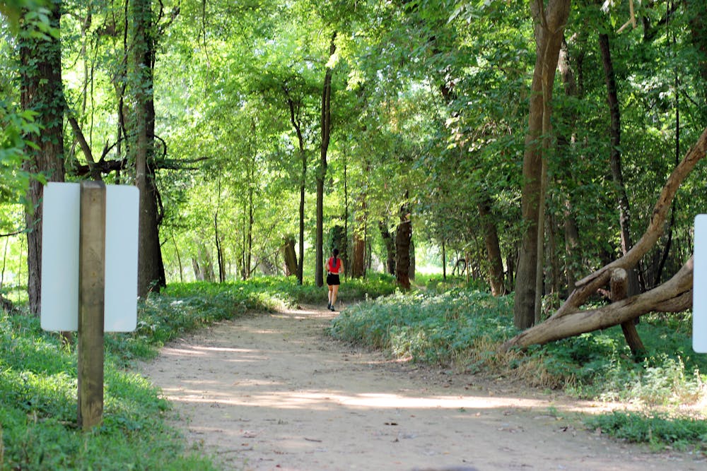 Forest trail near the river
