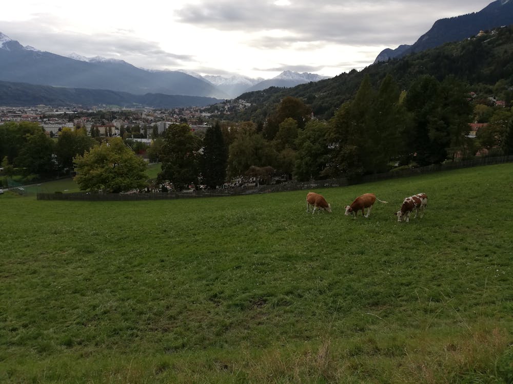 A bit of company for the final descent into Mühlau village.