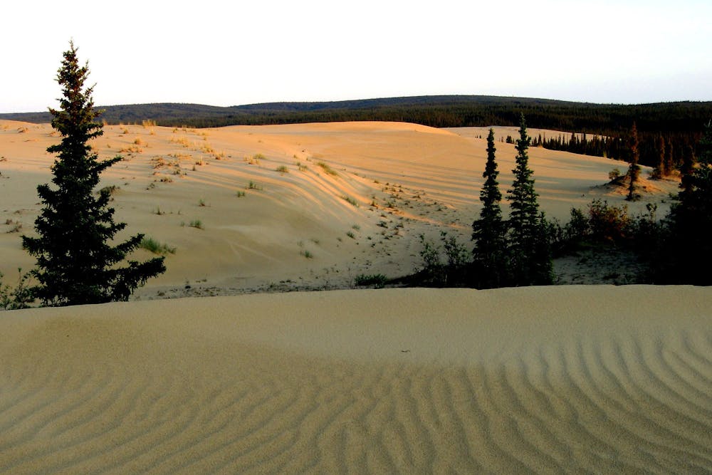 Sand dunes and spruce forest