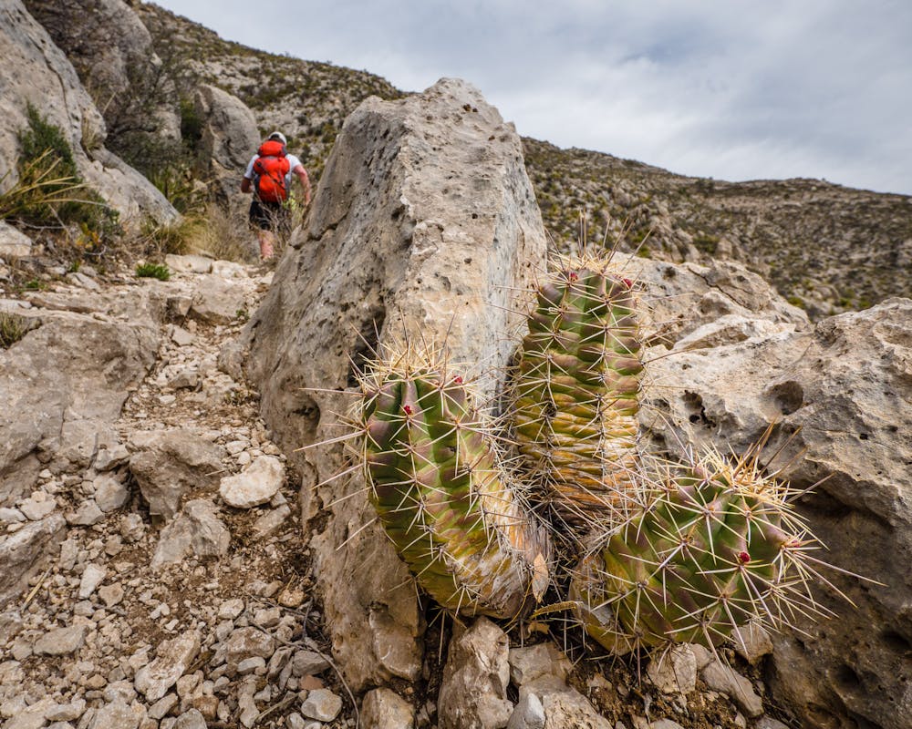 Beautiful and sharp barrel cactus along the trail.