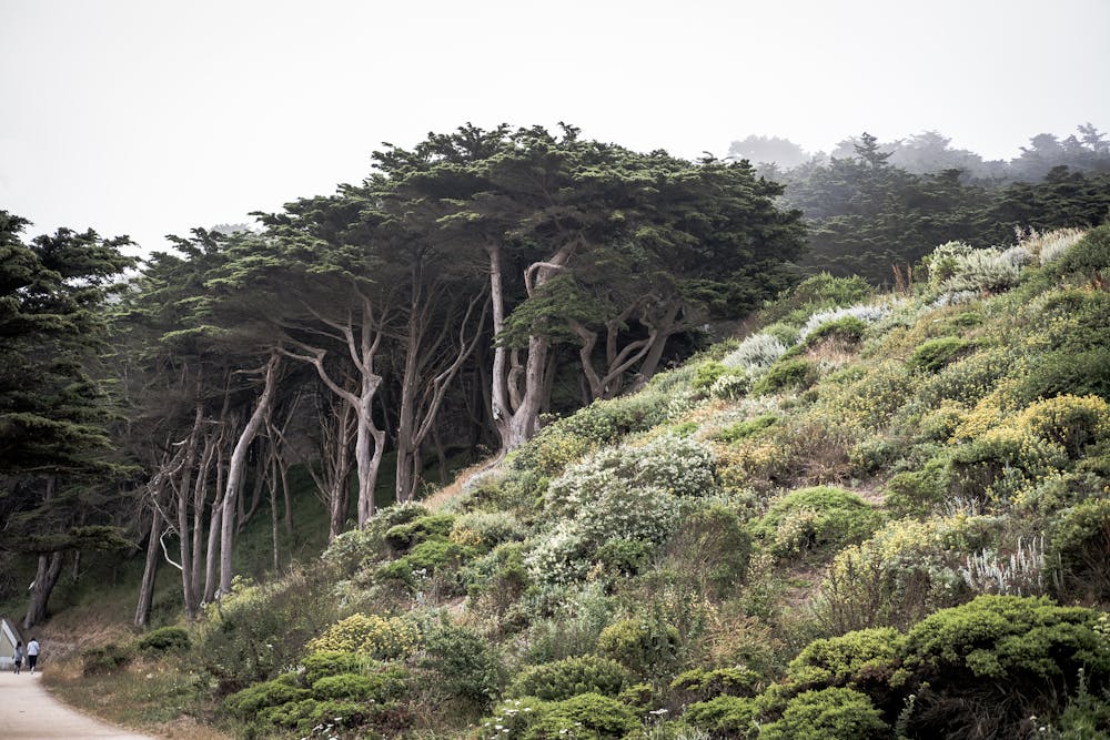 Warped cypress trees and flowering shrubs at Lands End