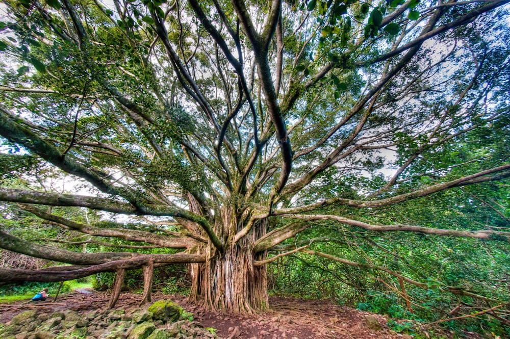 The banyan tree