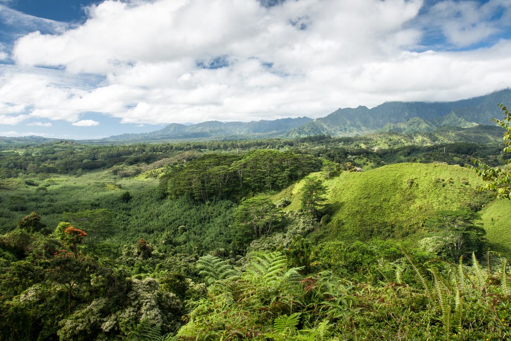 Scenic view over lush green tropical forests at the Kuilau Ridge Trail