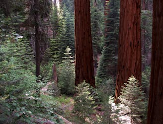 Redwood Mountain Grove Loop